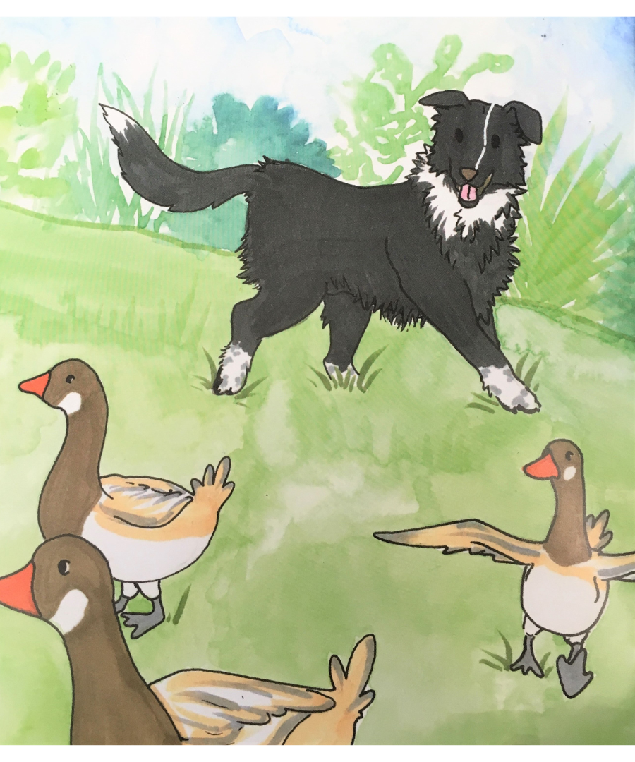 Luke the Border Collie: My Working Years by Luke and Sister Mary Foley, SSND